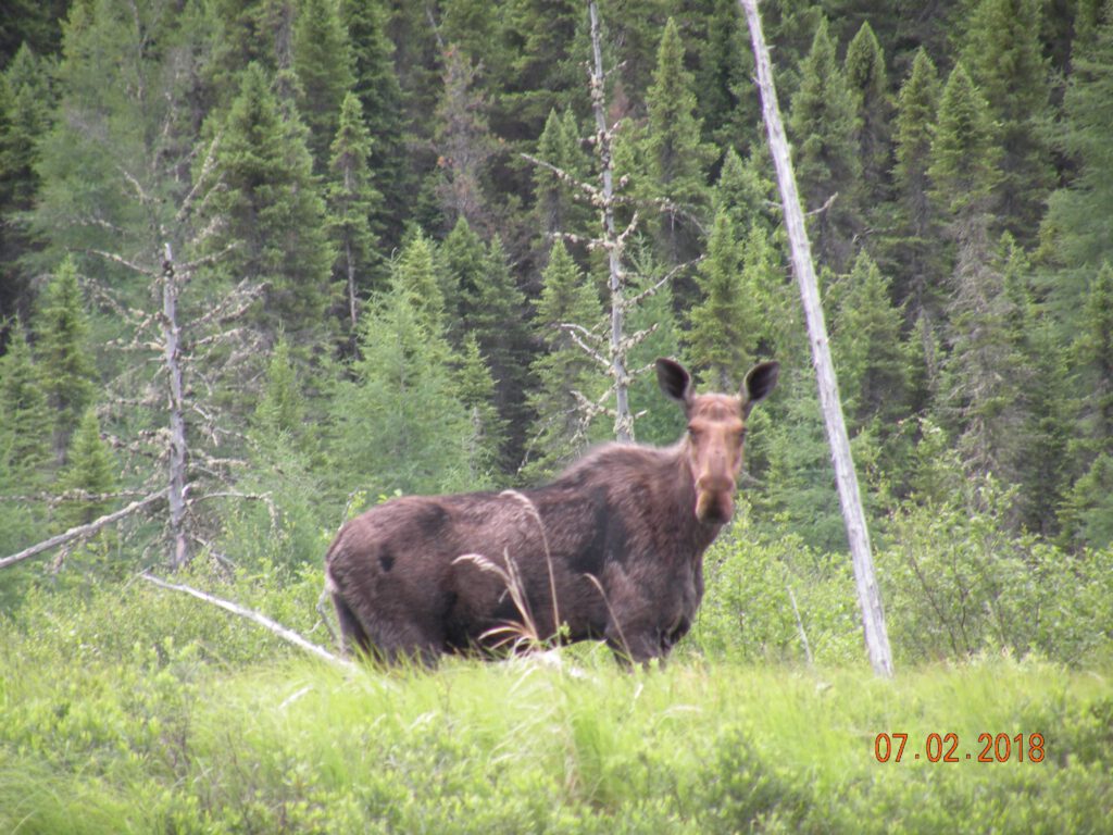 A moose looking at the camera near Pichogan camp.