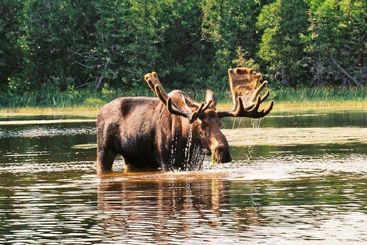 A bull moose in shallow water.