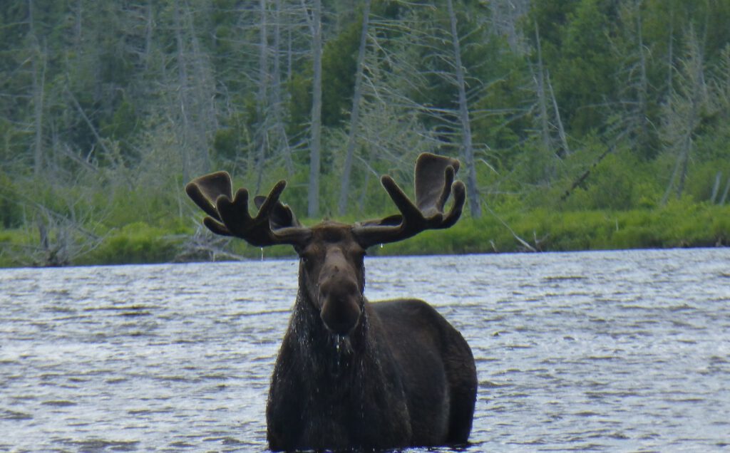 A moose looking at the camera while standing in the water.