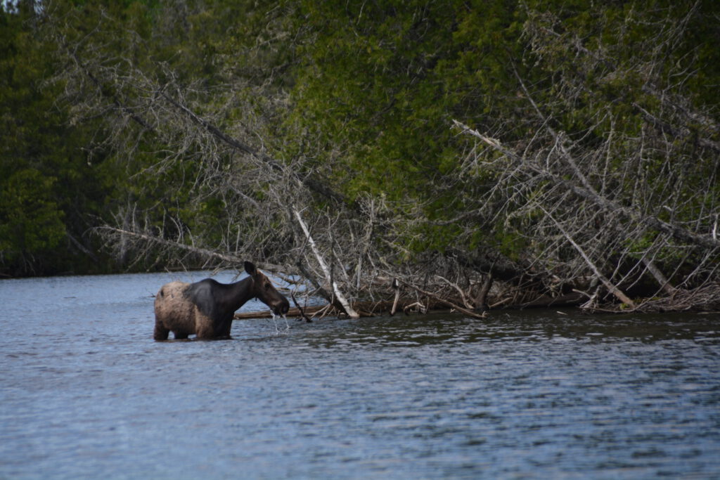 A moose standing in the water.